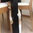 [4] 백조와 호수와 수영