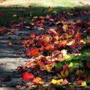 가을밤의 별빛 이미지