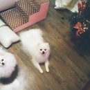 허그안
