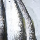 싱싱한 생선나라 이미지