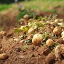 일등미생물 비료 이미지