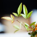 청풍미가 이미지