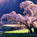 가지이 모토지로 벚나무 아래에는(桜の樹の下には) 후기