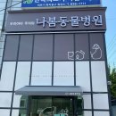 사직삼보동물병원 | 청주 증평 나봄동물병원 강아지 심장병 심장초음파 혈압 b2단계 약처방 Vivid T9 후기