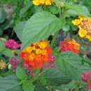 아림농장 이미지