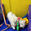 최가네포차 이미지