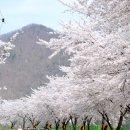 영천탐방 여덟번째 이야기 - 벚꽃100리길과 마라톤대회 이미지