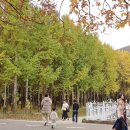 음지마을1 | 경주 단풍명소 도리마을 은행나무 숲 주차장 및 화장실 정보 포토존 추천