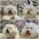 50k 반려견 유치원 이미지