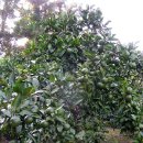 난산리-8 이미지