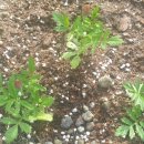 아리농장 이미지