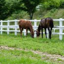 장수목장 이미지