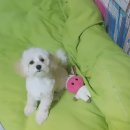 애완강아지 이미지