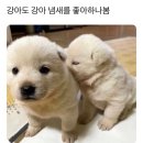 강아지도 좋아하는 냄새 이미지