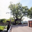 느티나무 이미지