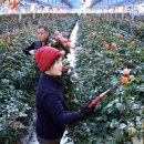 장미유통 이미지