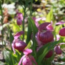 야생화편지 이미지