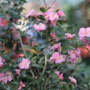 보태니컬아트 이미지