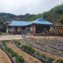 제천시부동산,제천시 봉양읍산아래 남향으로 자리잡고 있는시골농가주택정보 안내 이미지