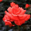 늘푸른소나무약국 | 5월의 여왕 중랑천의 장미 (제3부)