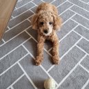 아인스동물병원 이미지