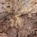 한솔목장 이미지