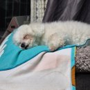 축복애견호텔미용 이미지