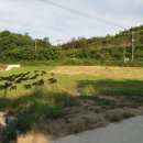 동산흑염소 이미지