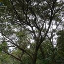 중국의 황칠나무(변엽수삼) 자료와 사진 이미지