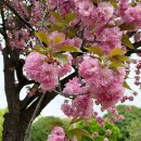 성산패총로 | “이번 주말 절정!” 2026 창원 겹벚꽃 명소 성산패총 주차 꿀팁