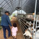 정동농장 | 세종 아이랑 가볼만한 곳, 정동체험마을 아이스크림 만들기 동물 먹이주기