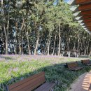 서천-17 | 제3회 서천 맥문동 꽃 축제 후기