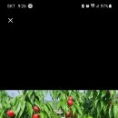 신비농장 이미지