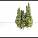 Winter Trees 이미지