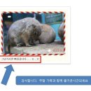 아잘리아그린 이미지