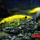 황쏘가리 이미지