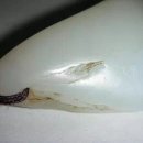 신장화