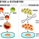 [사이언스 in 뉴스] 암(癌)유발 공포없는 '만능줄기세포' 탄생 이미지