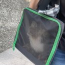 서진 동물병원 이미지