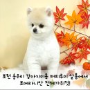 퍼피살롱 이미지