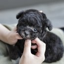 루루강아지 이미지