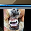 아이랑 동물병원 이미지