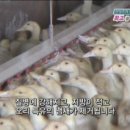 청림농장 Daum카페
