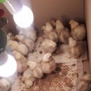 병아리약국 이미지