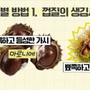 마로니에 티스토리