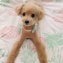 그루밍125 이미지