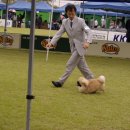 황제애견 이미지