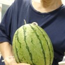 황금텃밭농장 | 🍉 망고수박·복수박 맛있나요? 애플수박 맛까지 직접 키워본 텃밭 수박 3가지 비교 후기