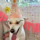 강아지테마미용실 이미지
