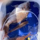 소리도민박 이미지